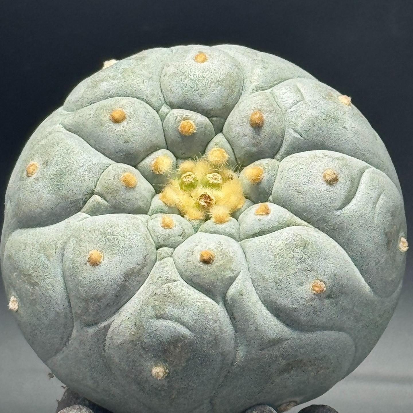 1.5-14cm Lophophora fricii