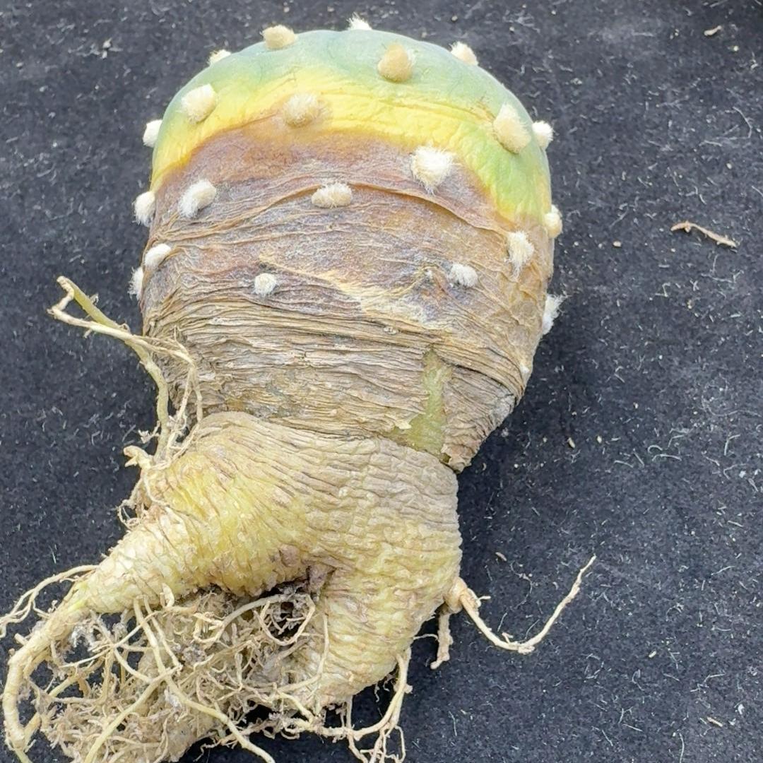 1.5-14cm Lophophora fricii