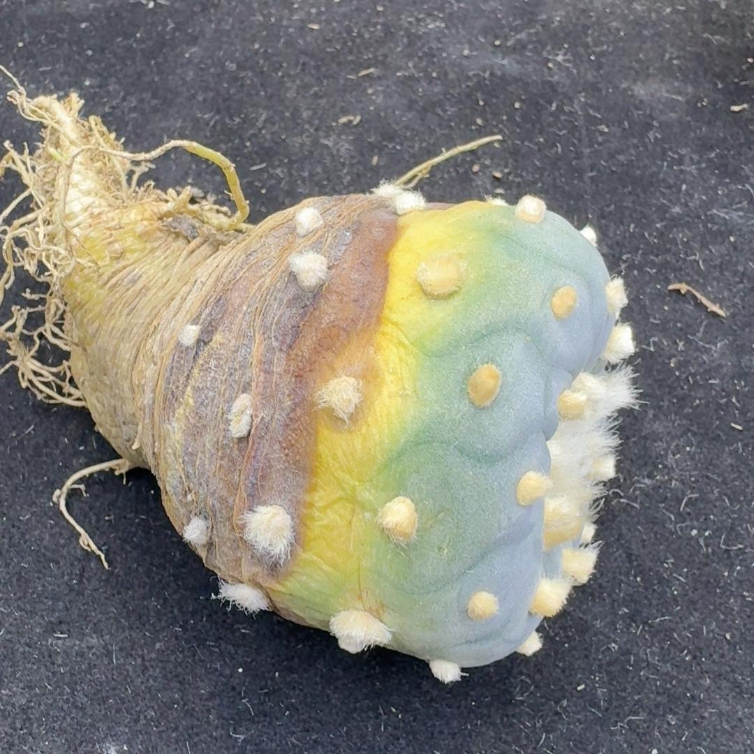 1.5-14cm Lophophora fricii