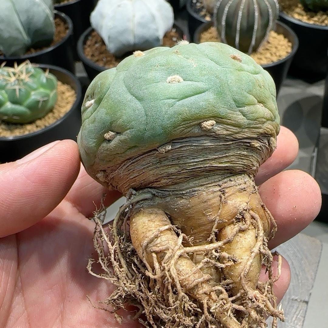 1.5-14cm Lophophora fricii