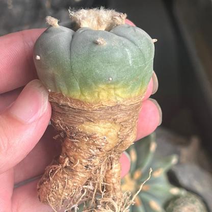 1.5-14cm Lophophora fricii