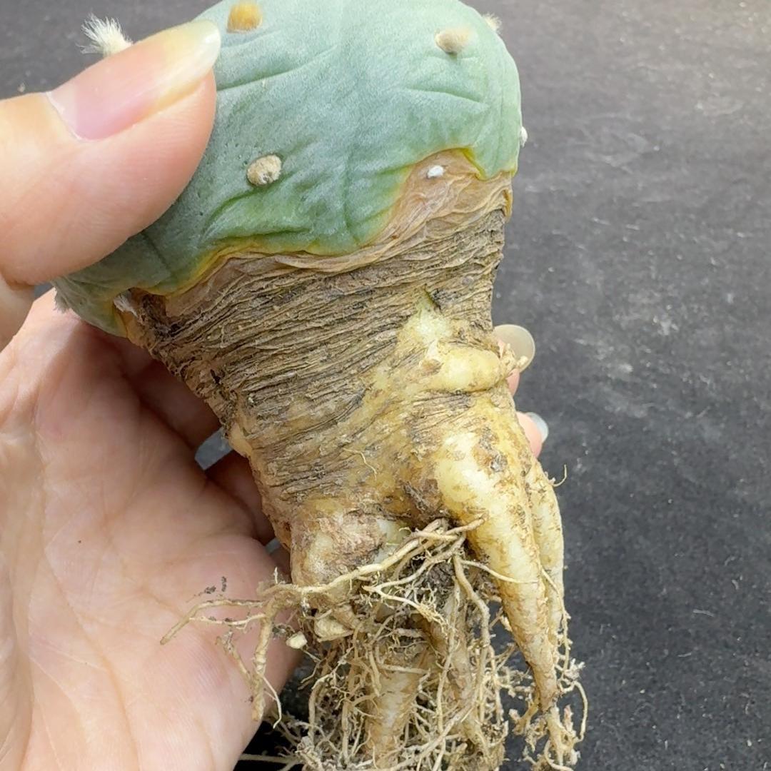1.5-14cm Lophophora fricii