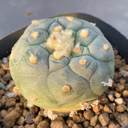 1.5-14cm Lophophora fricii
