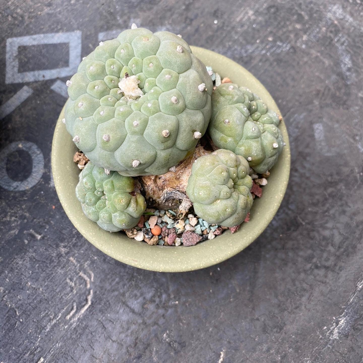 6-14cm Lophophora fricii （Multi-headed）