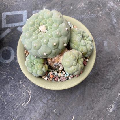 6-14cm Lophophora fricii （Multi-headed）