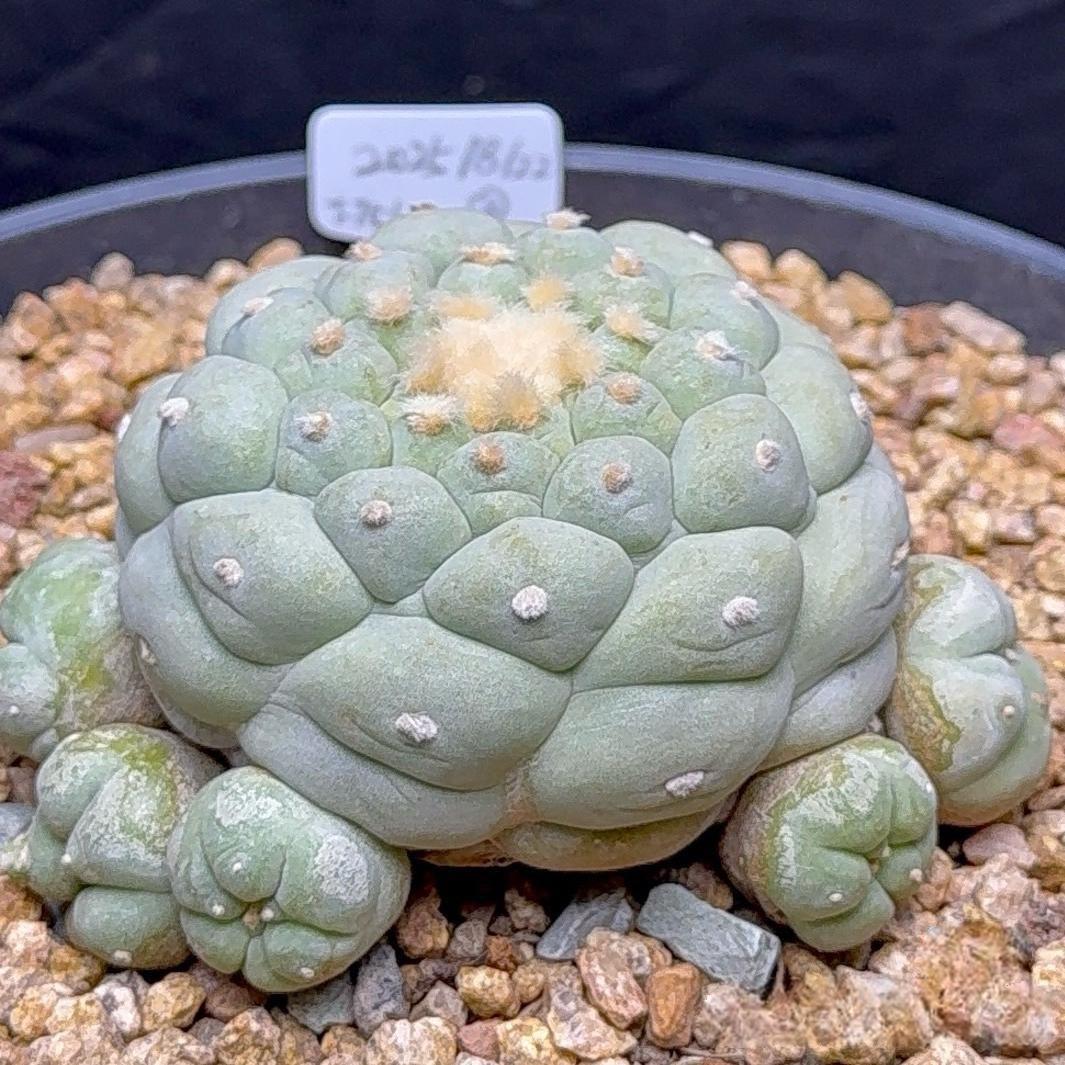 6-14cm Lophophora fricii （Multi-headed）