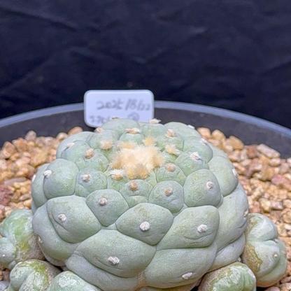 6-14cm Lophophora fricii （Multi-headed）