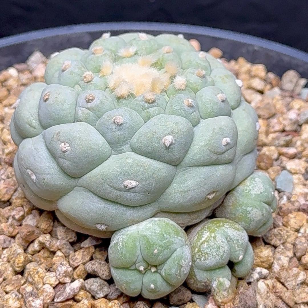 6-14cm Lophophora fricii （Multi-headed）