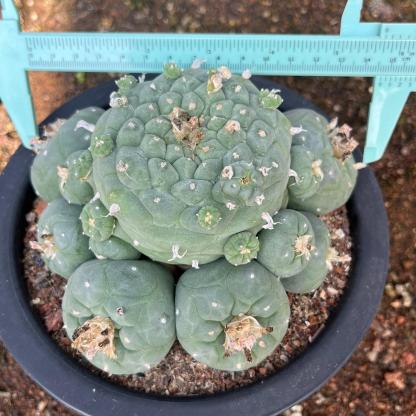 6-14cm Lophophora fricii （Multi-headed）