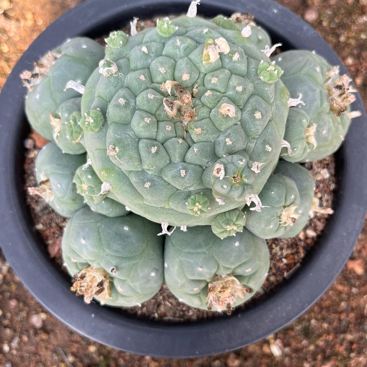 6-14cm Lophophora fricii （Multi-headed）