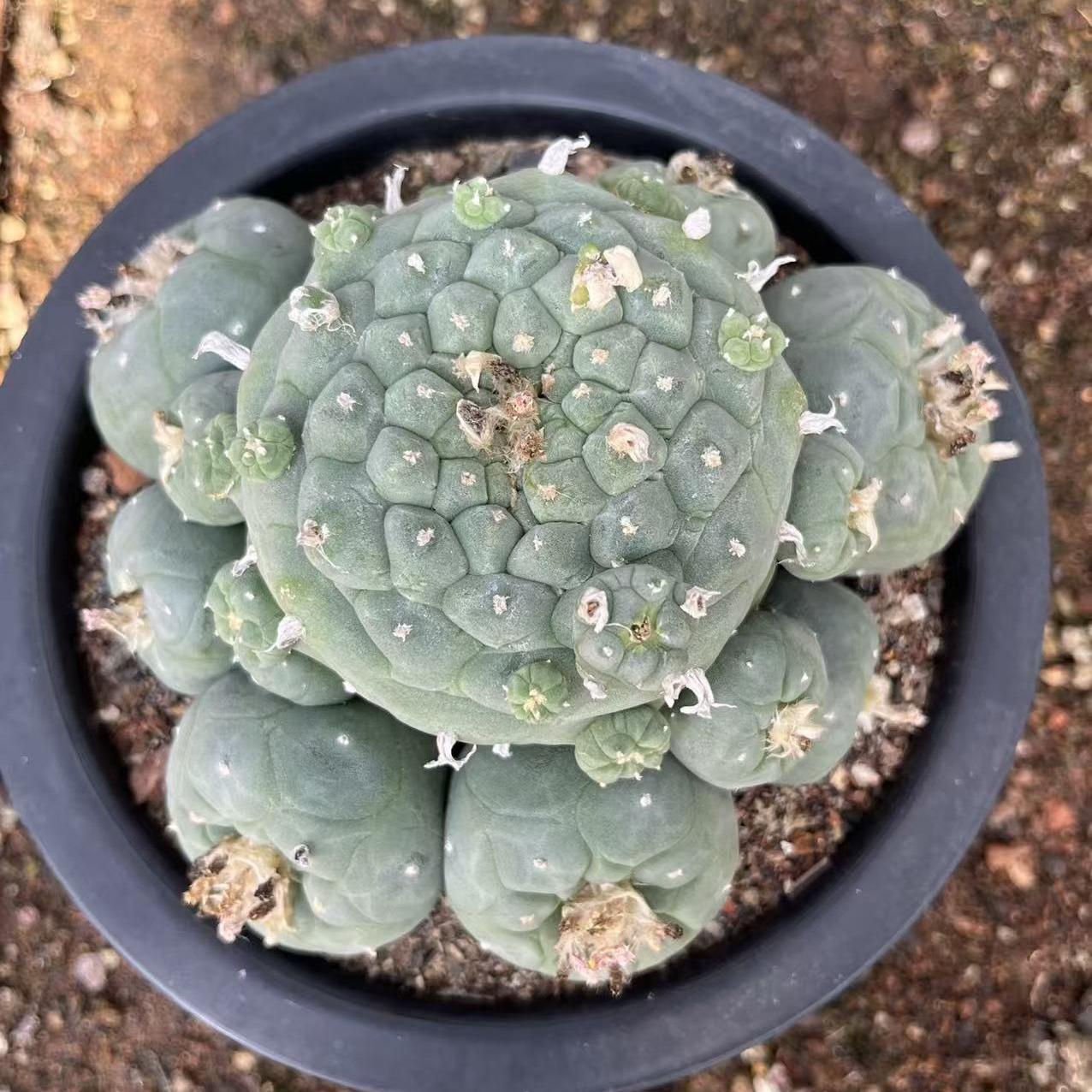 6-14cm Lophophora fricii （Multi-headed）