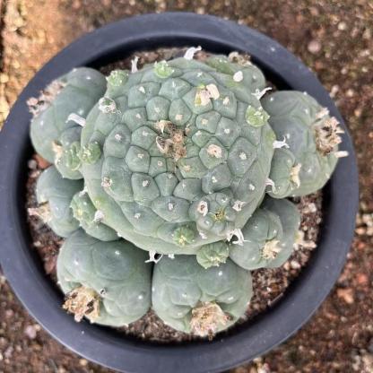 6-14cm Lophophora fricii （Multi-headed）