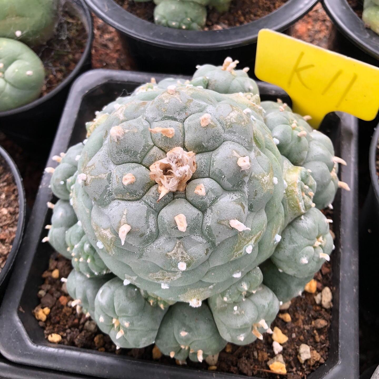 6-14cm Lophophora fricii （Multi-headed）