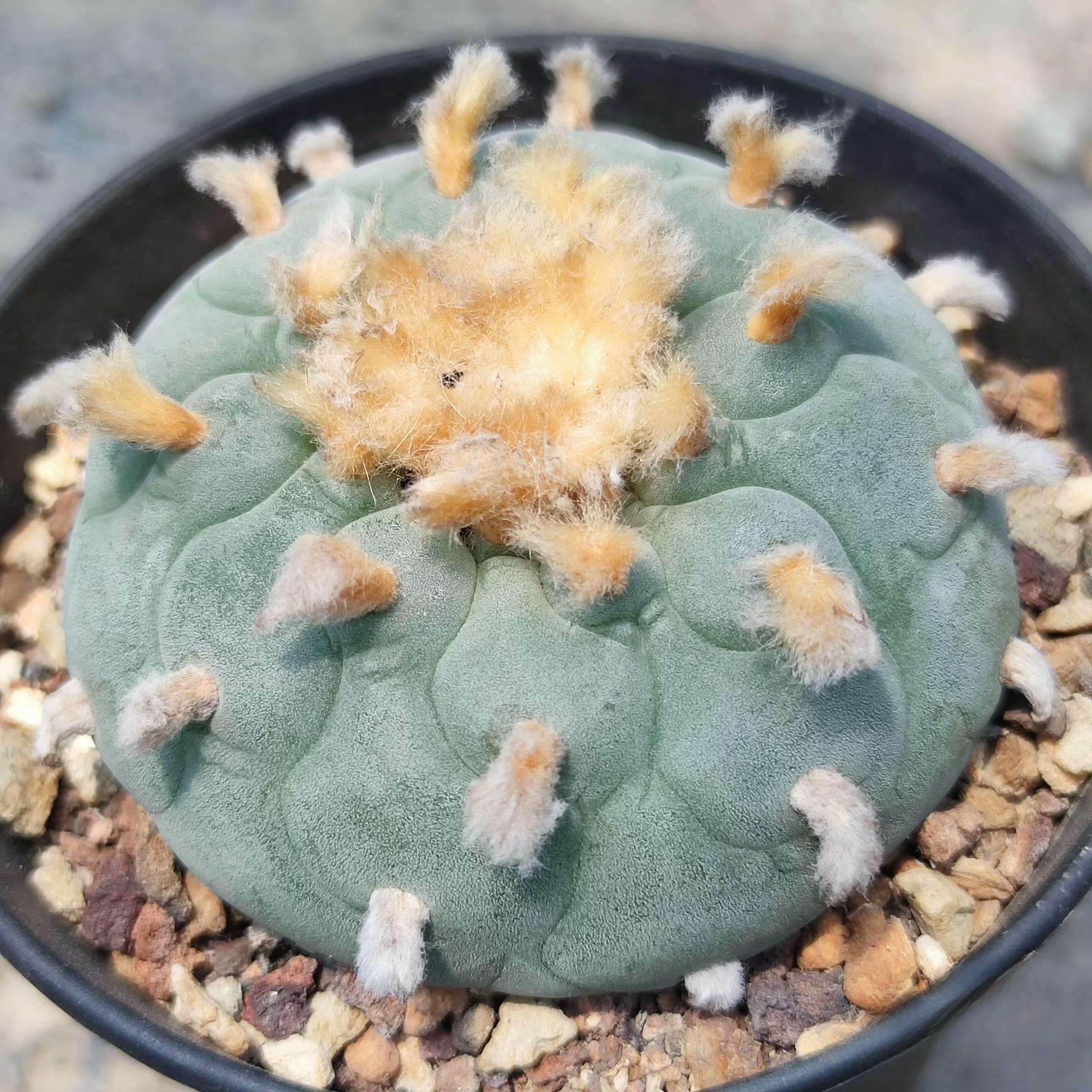 1.5-14cm Lophophora fricii