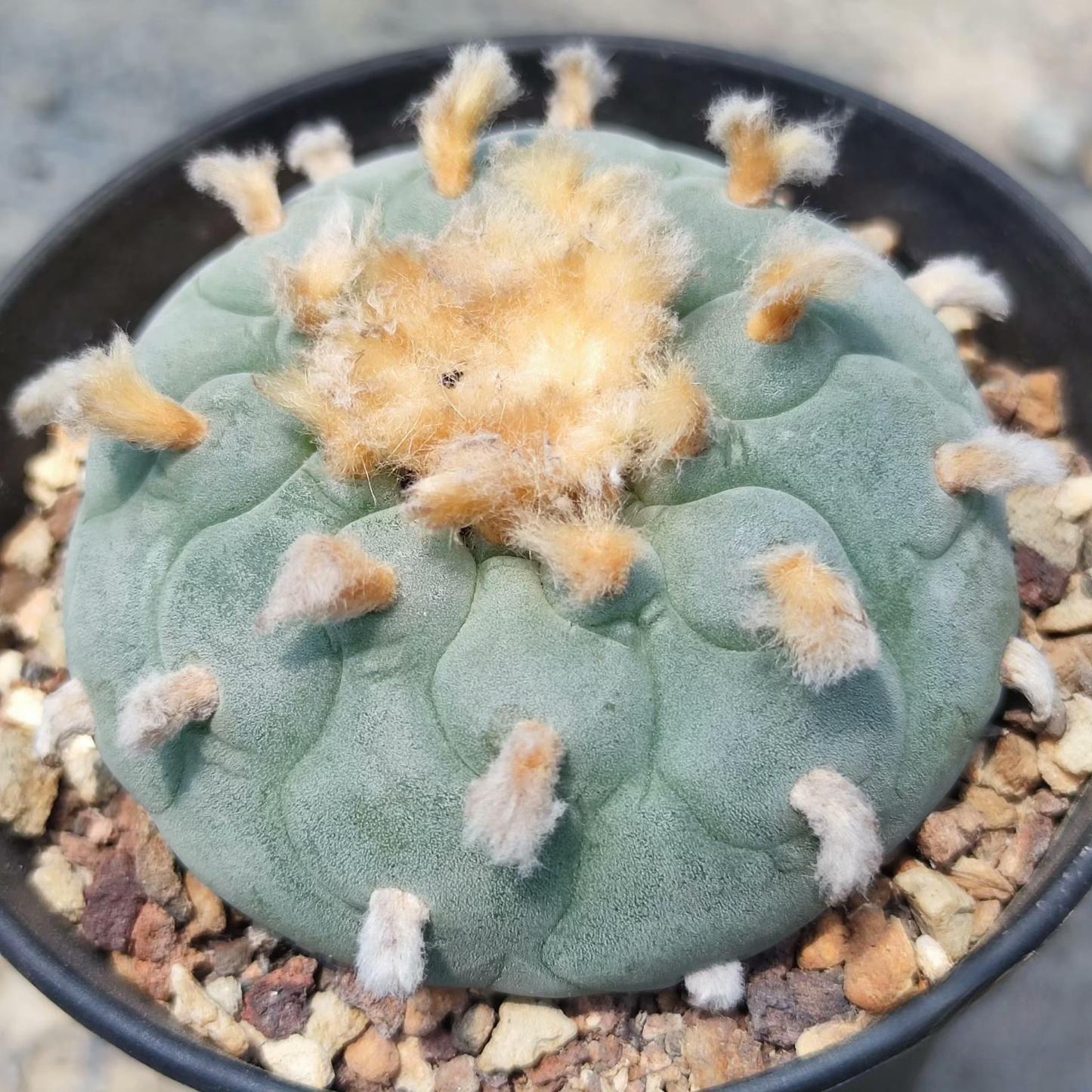 1.5-14cm Lophophora fricii