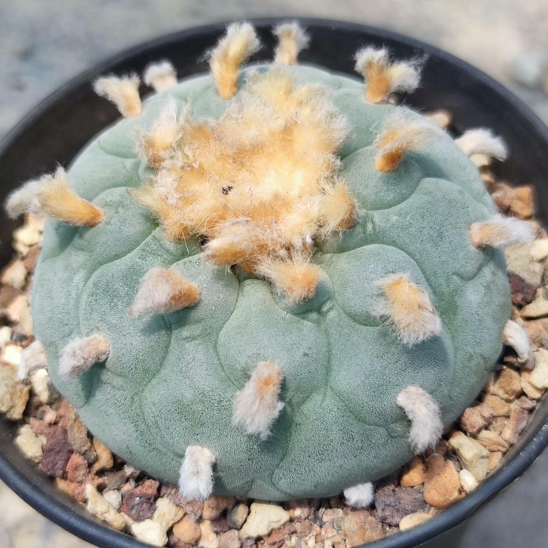 1.5-14cm Lophophora fricii