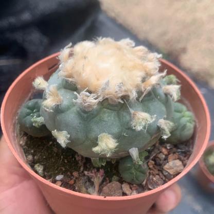 6-14cm Lophophora fricii （Multi-headed）