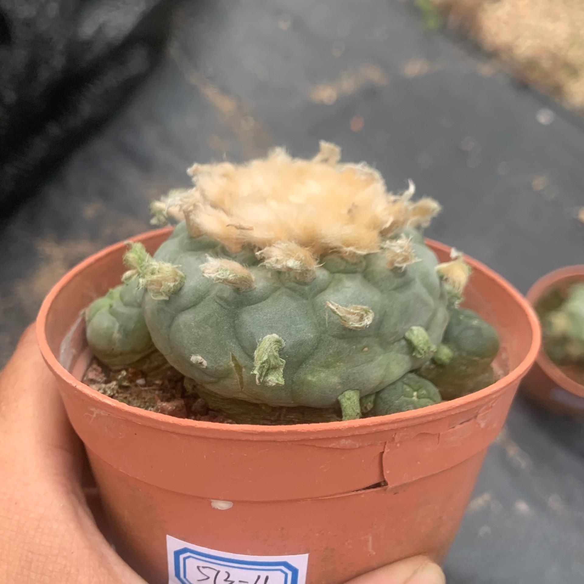 6-14cm Lophophora fricii （Multi-headed）