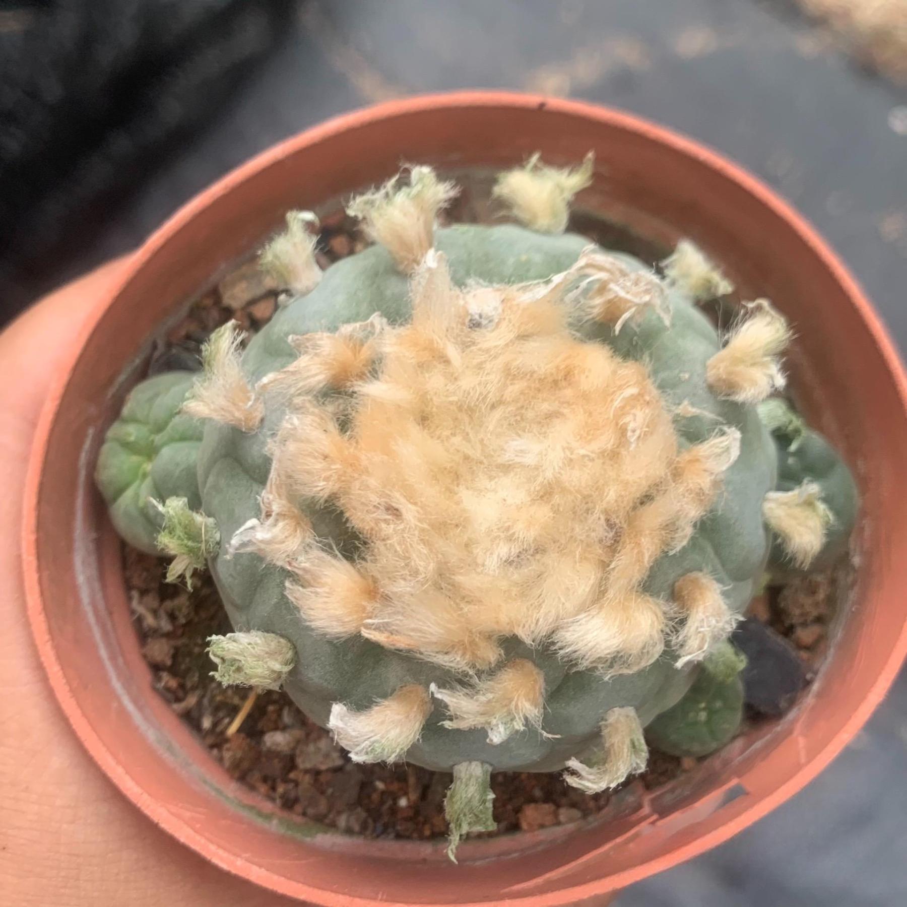 6-14cm Lophophora fricii （Multi-headed）
