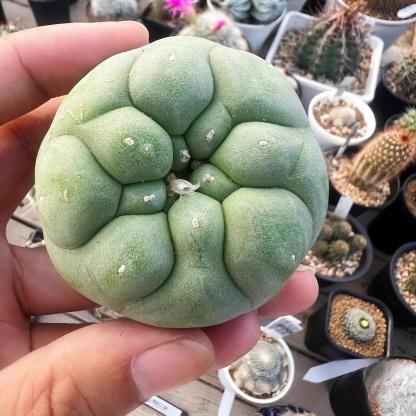 Lophophora diffusa （single head）