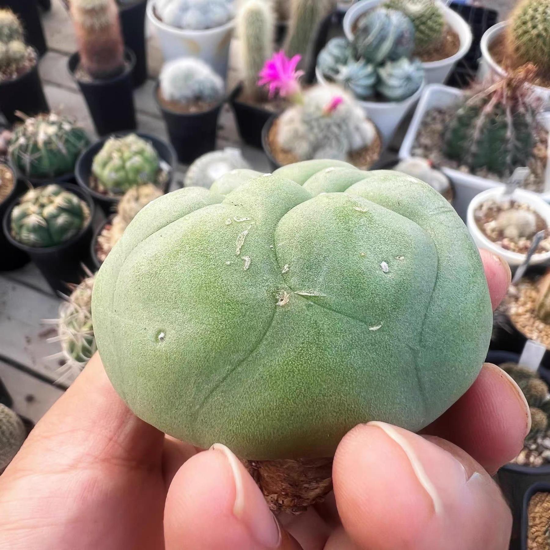 Lophophora diffusa （single head）