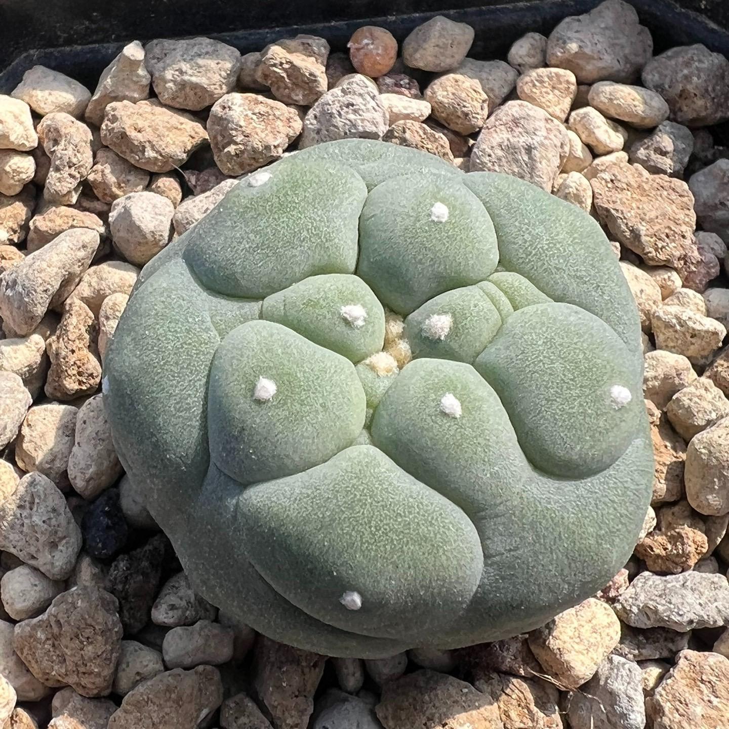 Lophophora diffusa （single head）