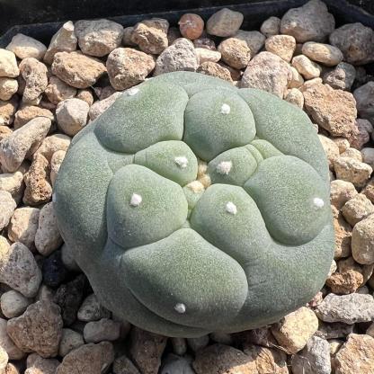 Lophophora diffusa （single head）