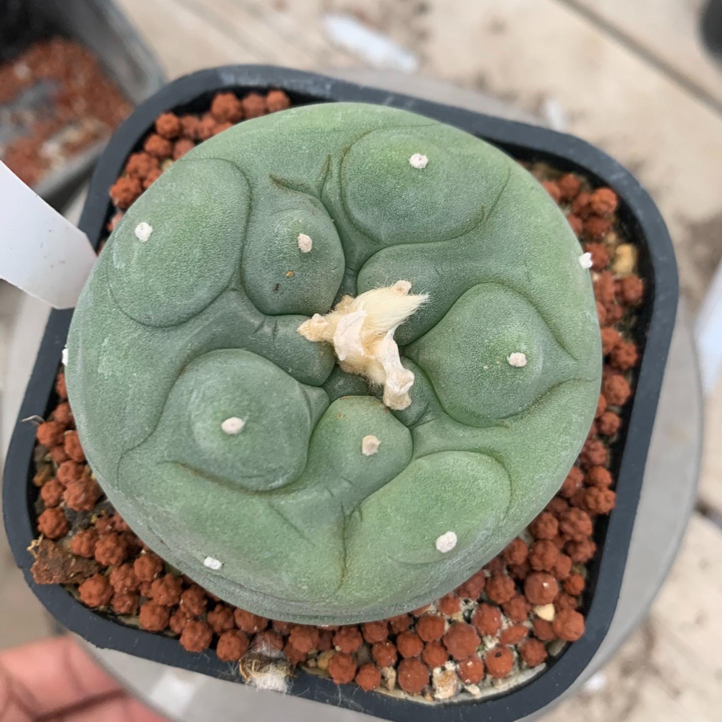 Lophophora diffusa （single head）