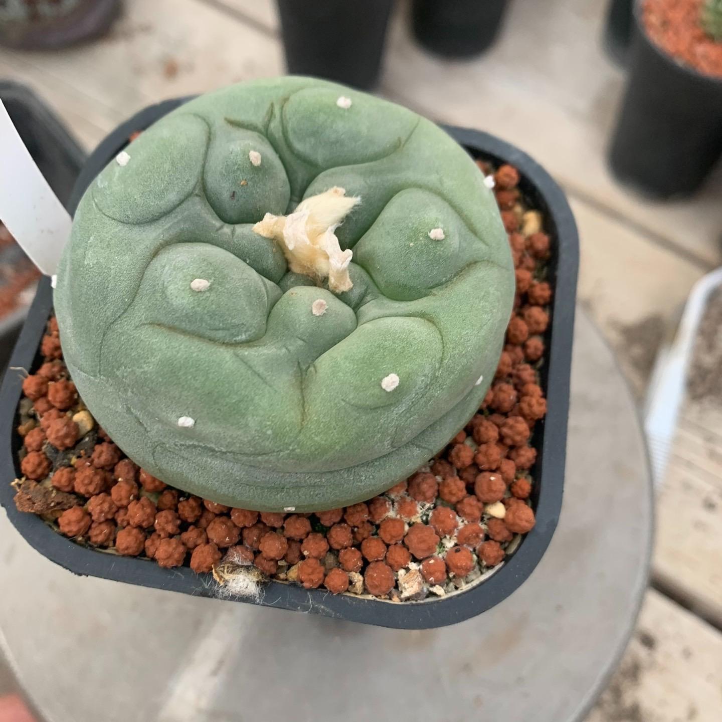 Lophophora diffusa （single head）