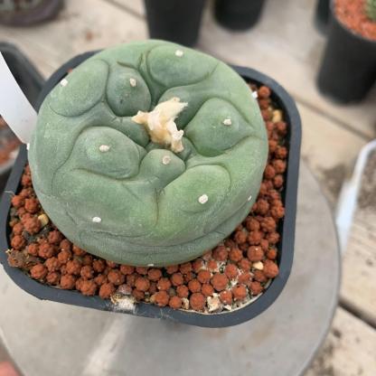 Lophophora diffusa （single head）