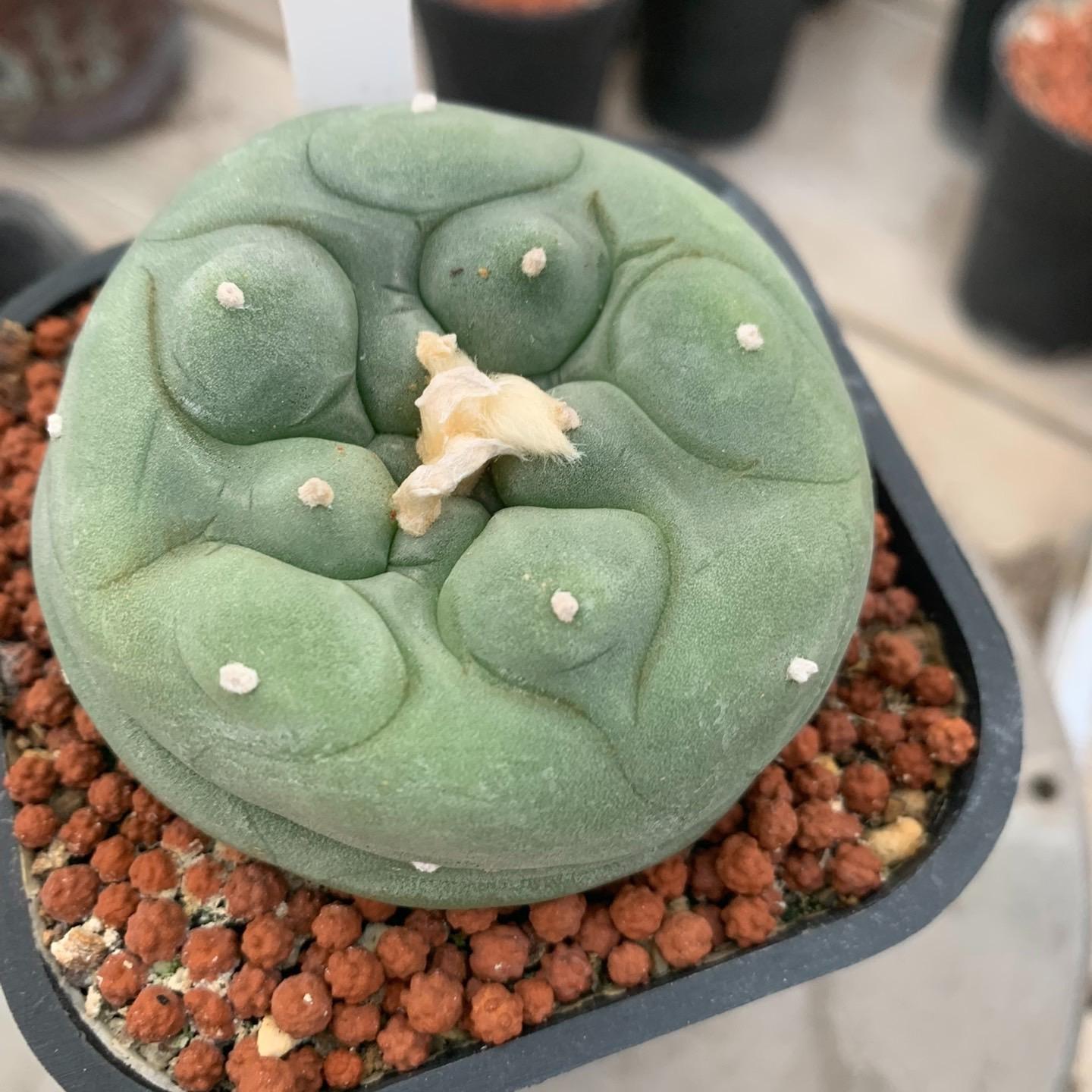 Lophophora diffusa （single head）