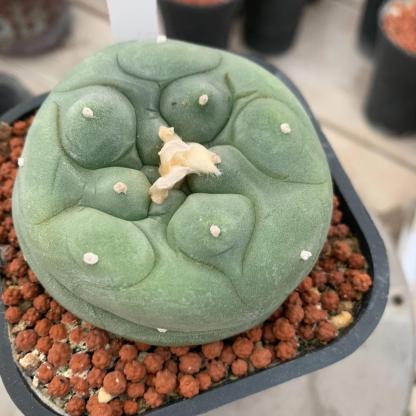 Lophophora diffusa （single head）
