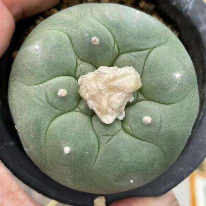 Lophophora diffusa （single head）