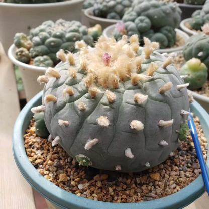 4-10cm Lophophora fricii （single head）