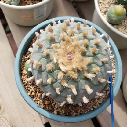 4-10cm Lophophora fricii （single head）
