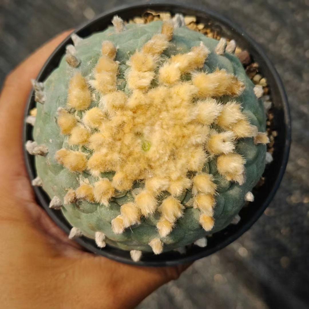 1.5-14cm Lophophora fricii