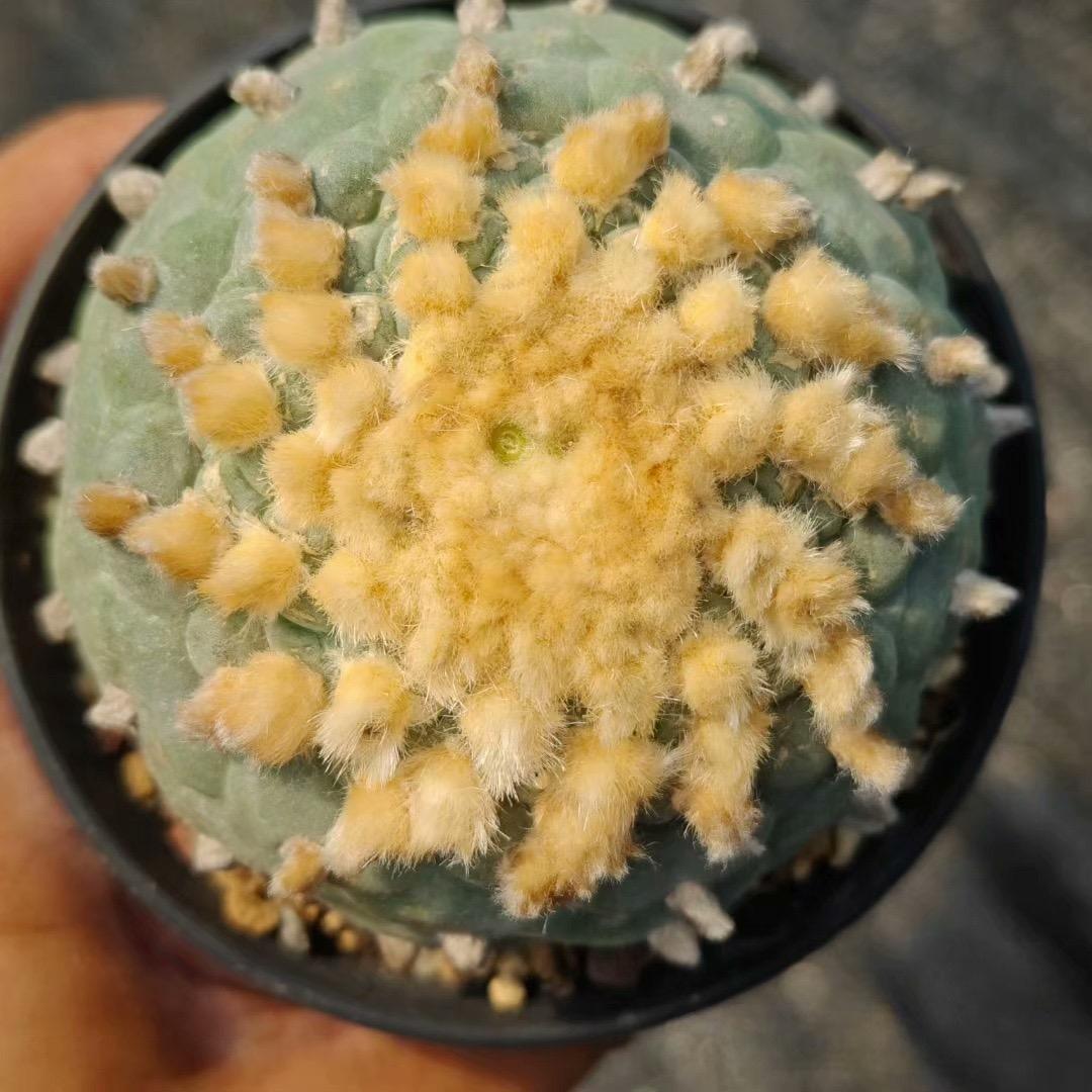 4-10cm Lophophora fricii （single head）