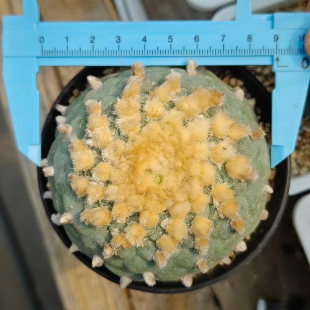 4-10cm Lophophora fricii （single head）