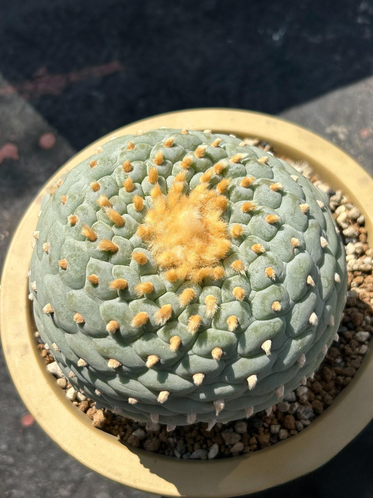 4-10cm Lophophora fricii （single head）