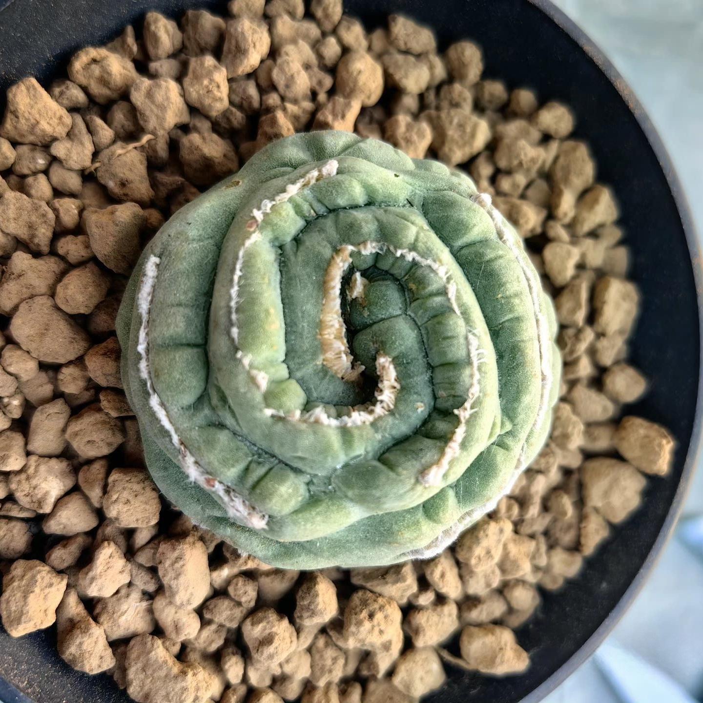 2-3cm Lophophora fricii （variegated）