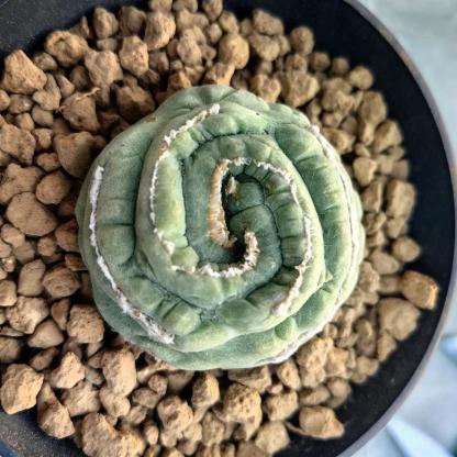 2-3cm Lophophora fricii （variegated）