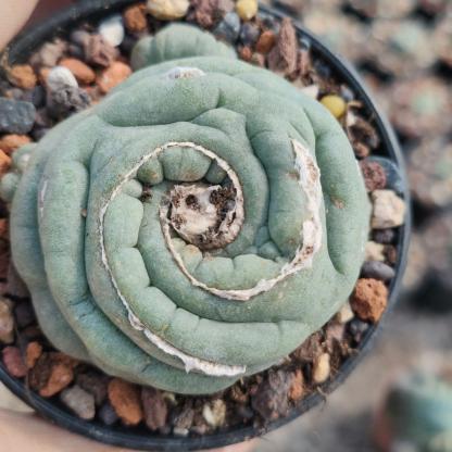 2-3cm Lophophora fricii （variegated）