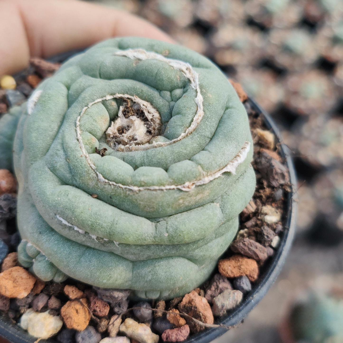 1.5-14cm Lophophora fricii
