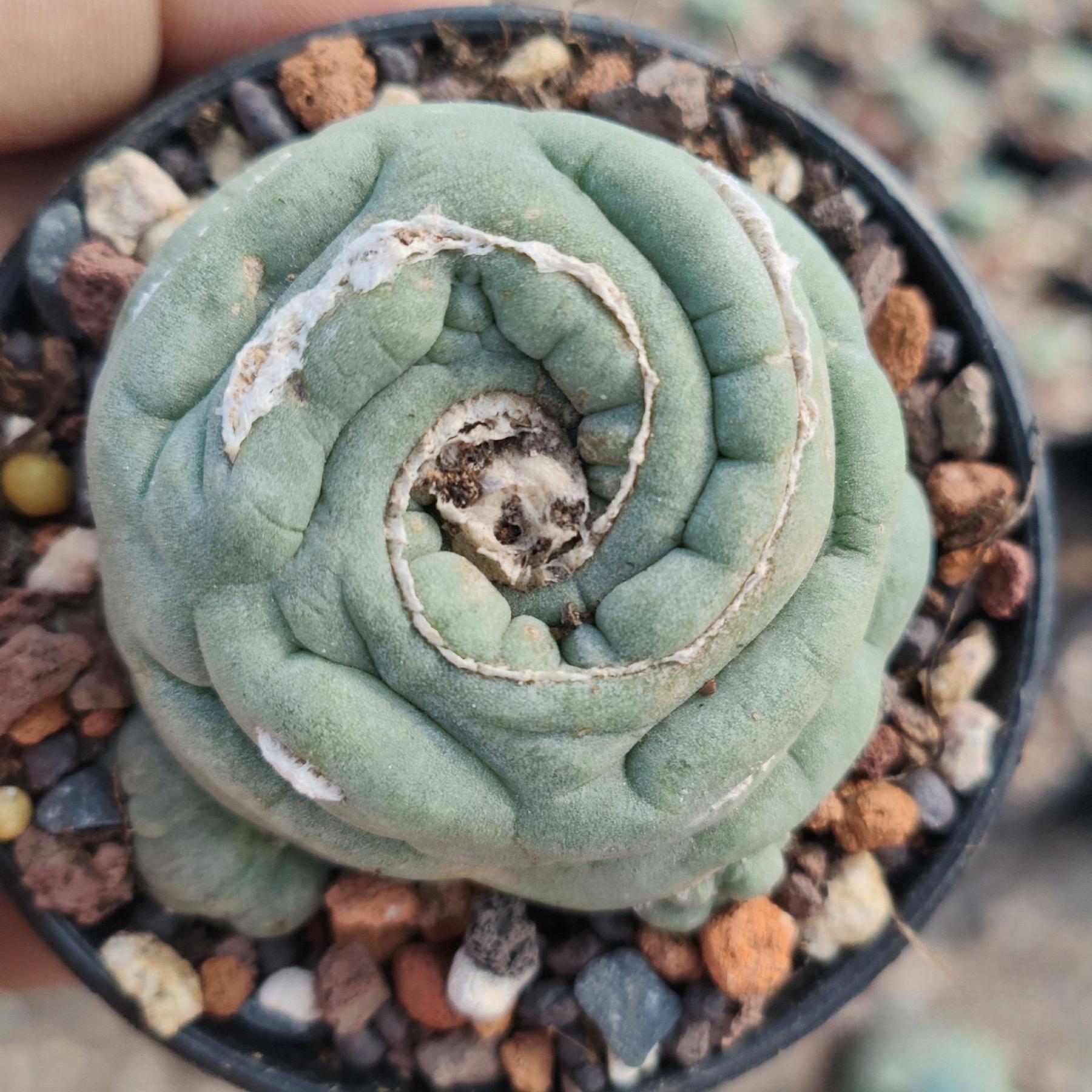 2-3cm Lophophora fricii （variegated）