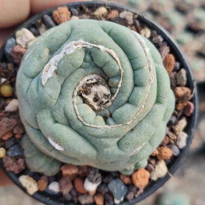 2-3cm Lophophora fricii （variegated）