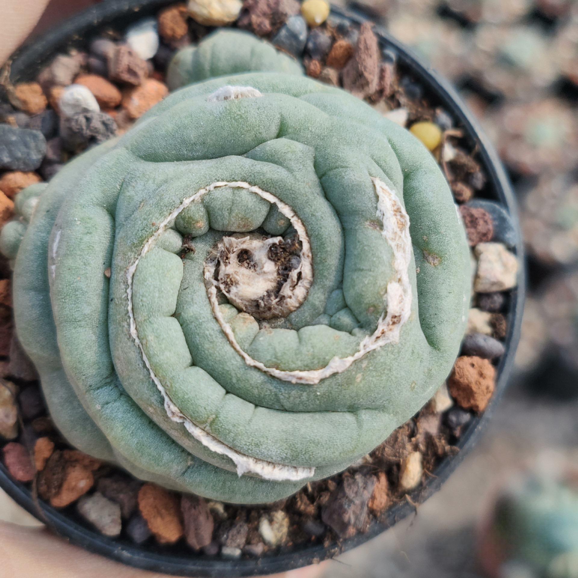 2-3cm Lophophora fricii （variegated）