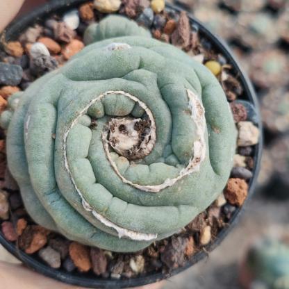 2-3cm Lophophora fricii （variegated）