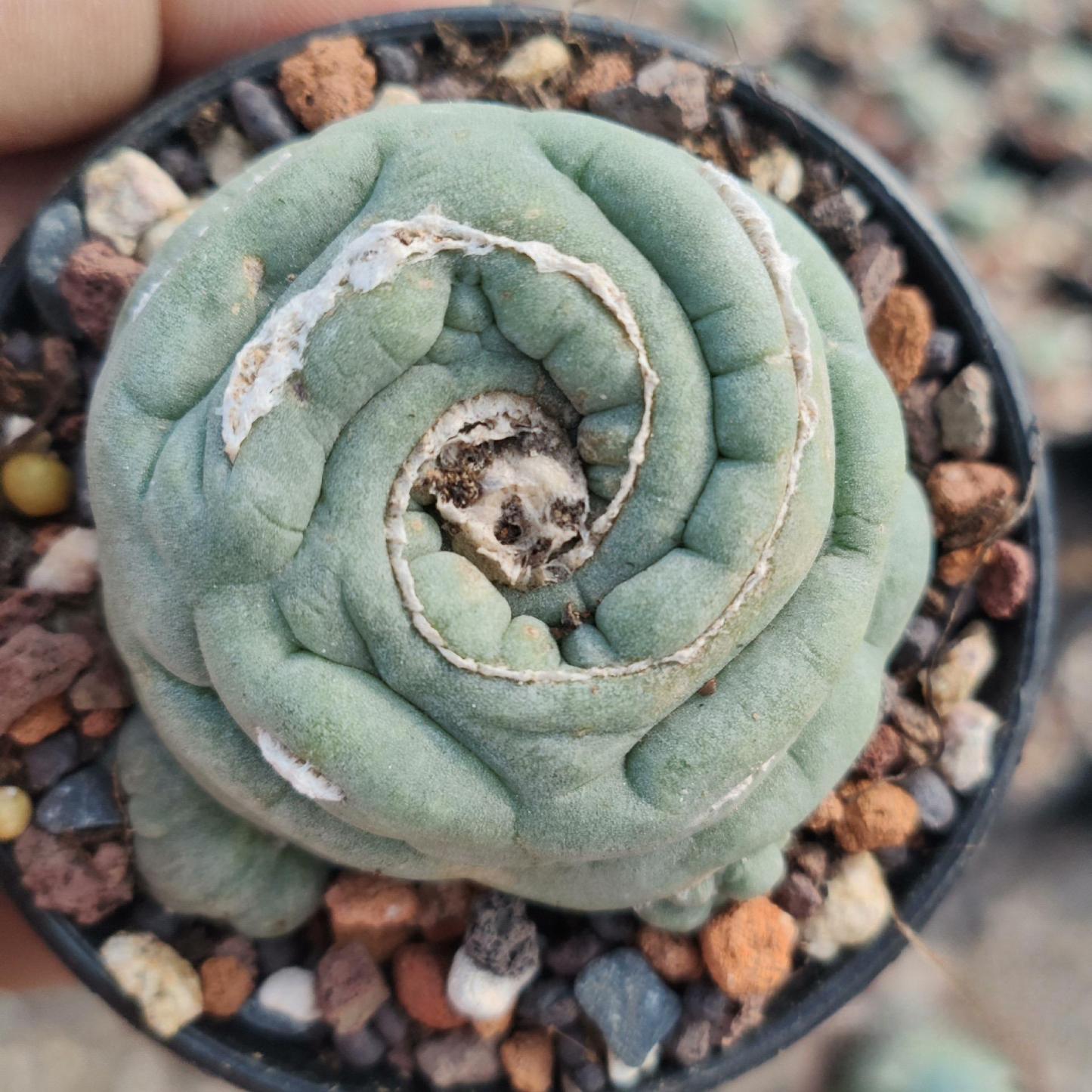 2-3cm Lophophora fricii （variegated）