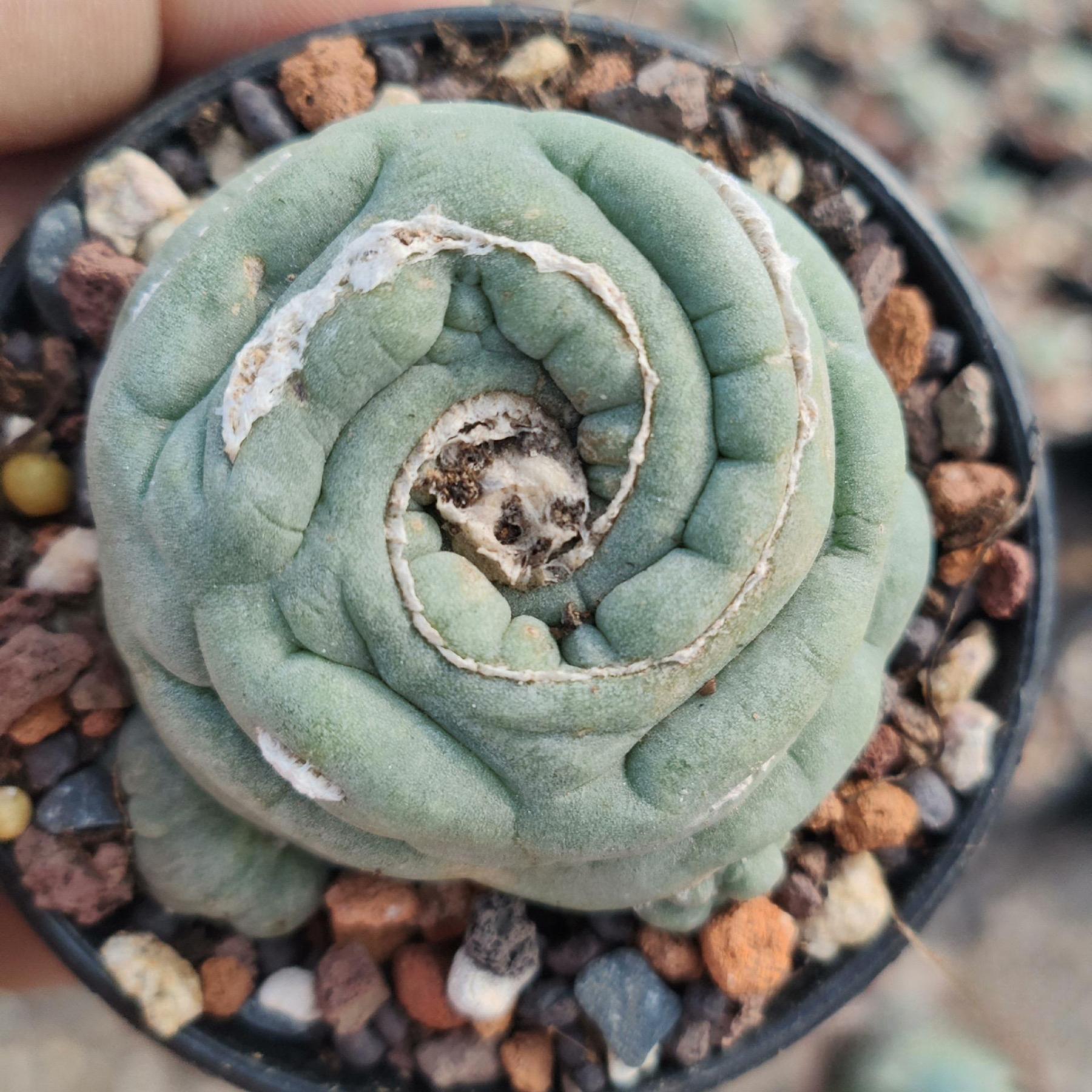2-3cm Lophophora fricii （variegated）