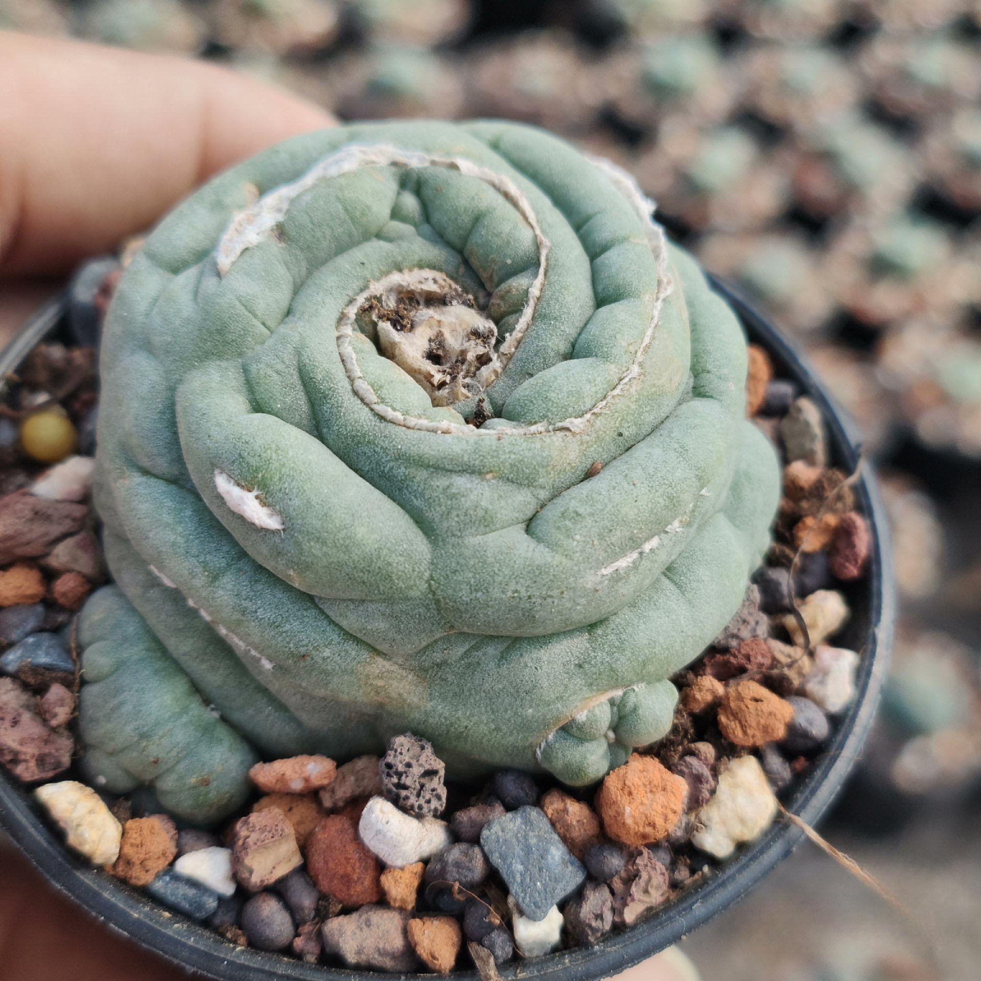 2-3cm Lophophora fricii （variegated）